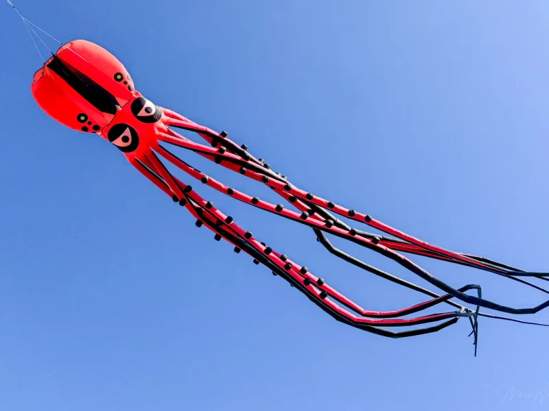 12m Oktopus