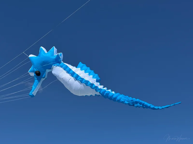 5m Seepferdchen