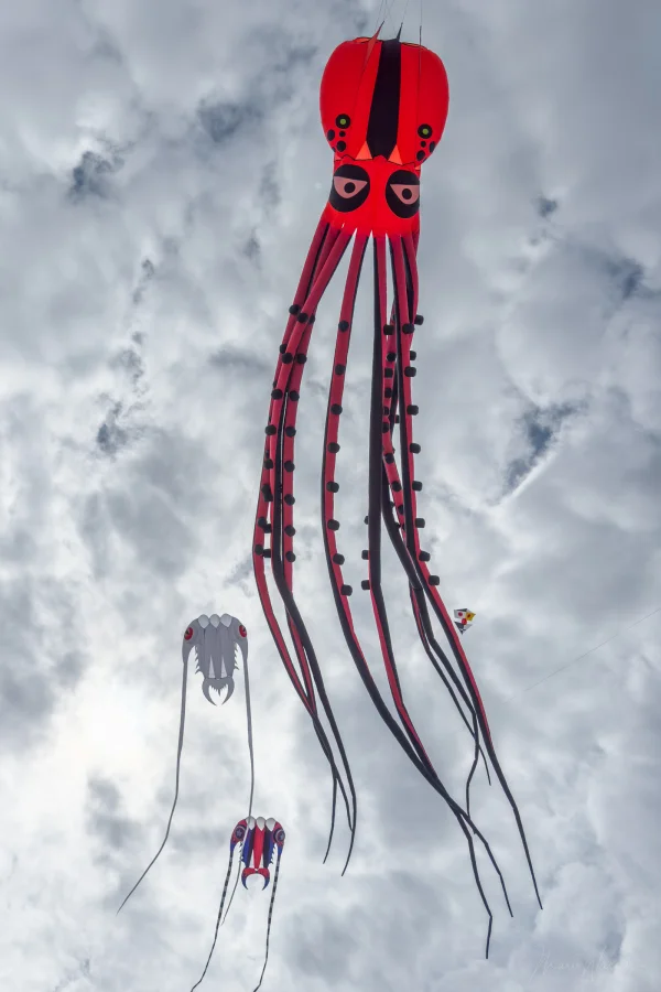 12m Oktopus