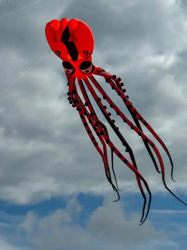 12m Oktopus