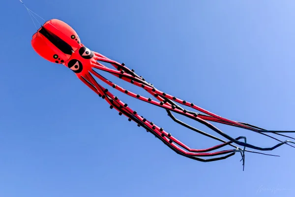 12m Oktopus