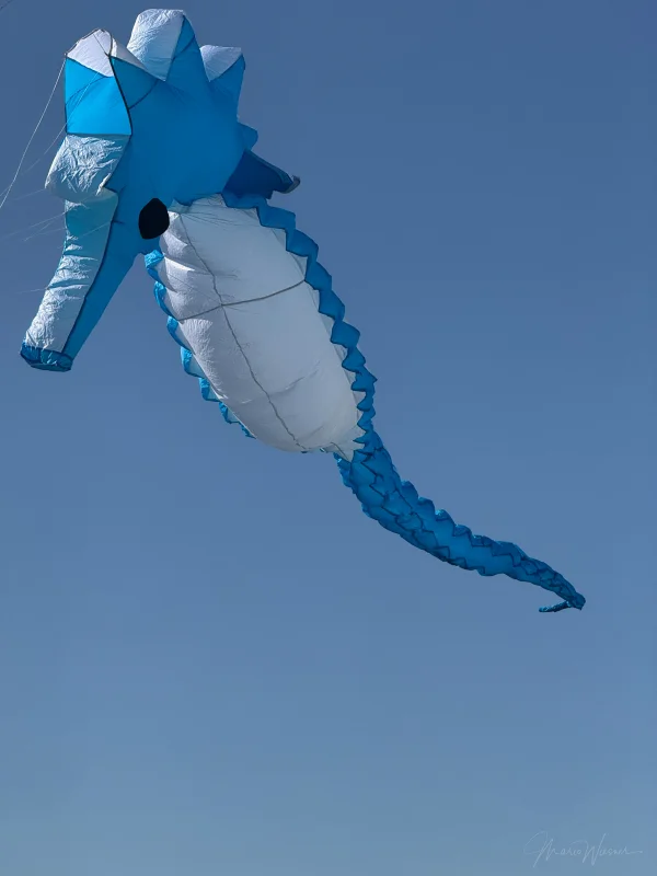 5m Seepferdchen