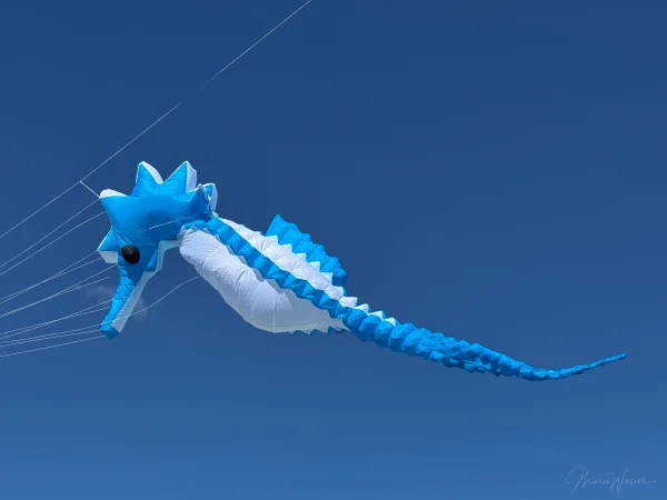 5m Seepferdchen