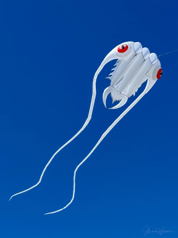 16er Trilobite weiß